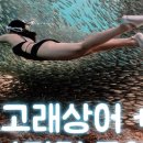 투어고고