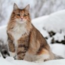 고양이숲 이미지