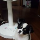 짜순이