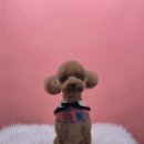 그루머로 이미지