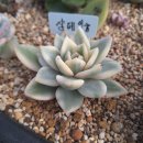 축복. 이카루. 슈빌. 난이공작금 등 이미지