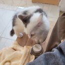 남구-127 | 대구 고양이 카페 오묘_ 남구 대명동 귀엽고 순둥한 냥이들 카페 후기