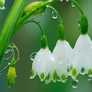 7월20일...7월 세번째 월요일~비오는 날☔️ 출석으로 인사 나눠요~~🌸💕 이미지