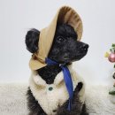 꼴레트멍멍