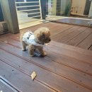 상도그 검암점 이미지