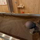 금화자동차공업사 | 제주 효소찜질 금화효소원 후기, 가격 4만원 여행 마무리 코스로 추천하는 웰니스 체험