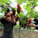 산내농장 이미지