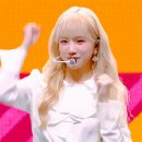 와일드베어