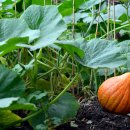 호박 이미지