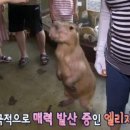 플로우 Daum카페