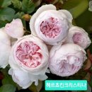 장미분양합니다 플로라쾔른크리스티나오브살롯미미에덴 all star 헤르쵸킨크리스티나 도로시퍼킨스분홍겹 이미지