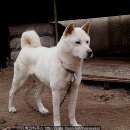 흰둥이 이미지