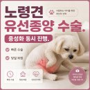 하비동물병원 | 11살 노령견도 안전하게 - 유선종양+중성화 동시 수술