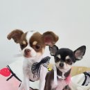 더 펫 애견샵 이미지