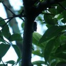 해금강천년송횟집 이미지