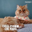 멋스럽개 | 이천원의 행복 다이소 강아지 고양이 멋스럽개 니트 턱받이 케이프
