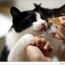 간식줄까? 이미지