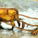 일소목장 이미지