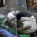 화진메디 | 강아지 심장 신장 보조제 후기 : 아조딜, 이파키틴, 피하수액, 비타민, 산소방 대여 (그냥 산거 나열임...