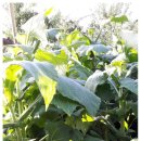 당산농장 이미지