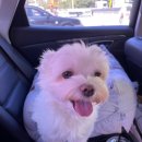 산돼지마을 이미지