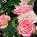 광성 소머리국밥 이미지