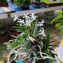 금산분재펜션 이미지