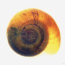 옥산천 | 수초항을 하는 사람에겐 악마 같은 '납작달팽이(또아리물달팽이)'