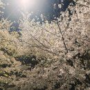 오투그란데미학(아)경로당 | 대전 화산천, 벚꽃 가득한 걷기 좋은 곳 추천