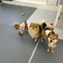 에덴 애견 유치원 호텔 이미지