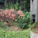 솔방울 이미지