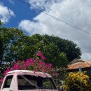 하나농장 | [카우아이섬] 일일 투어 후기 - 하나페페올드타운, 카우아이커피농장, 칼랄라우 전망대