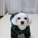 러브아지 이미지