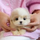 미유펫 강아지분양 고양이분양 부천점 이미지