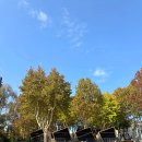 죽3리마을회관 | 경기도글램핑 애견동반 남양주 글램핑장 추천 더드림핑 뚜벅이 여행후기