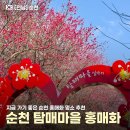 구 연산8동 행정복지센터 | 순천 매화명소 매곡동 탐매마을ㅣ홍매화 만개 3월 탐매축제 주차장 실시간 개화상황