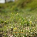 한라비발디 이팝나무 이미지