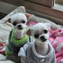 엔젤스톤 | 엔젤스톤 김포점 후기☆반려동물 장례, 처음이라면 꼭 읽어주세요