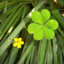 세잎클로버 이미지