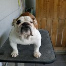 포켓불독 이미지