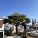 남동62 | &#34;나무 전지, 제대로 해야 합니다! 인천 남동공단 조경 작업 후기&#34;