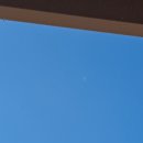 달고양이 이미지