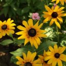 루드베키아 이미지