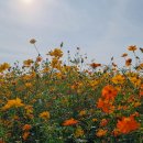 배곧생명공원 이미지