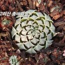 고려산 좀바위솔 이미지