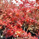 나무네농장 이미지