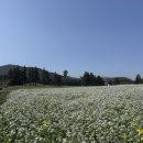 Cafe오름Jeju | 제주 구좌 가볼만한곳 4월 오름정원 포토존 2026 라마네의식주