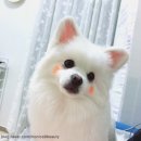 코코 미용, 신림역 강아지미용 ‘개르메스’ 에서!
