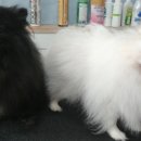 행복한 강아지 이미지