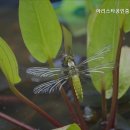 아리스타공인중개사사무소 네이버블로그